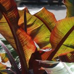 Banánovník (Ensete ventricosum) ‘MAURELII’ -  výška 30-50 cm, kont. C2L